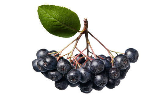 Aronia melanocarpa (black chokeberry) on white background.
