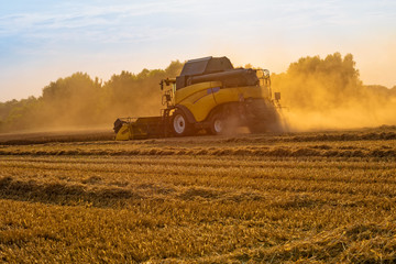 Obraz premium big combine harvester threshing in the sunset.