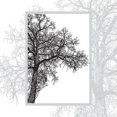 Silhouette of bare natural tree isolated on white background. Abstract vector graphics illustration of stem and crossed thin branches without leaves.