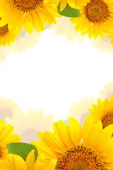 Foto op Plexiglas Frame of sunflowers on a white background. Background with copy space. © Anna