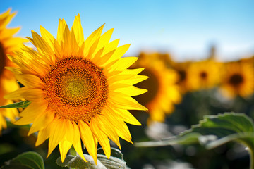 Beautiful field of sunflowers. Rural landscapes under bright sunlight. Background of ripening...