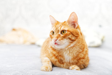 Red cat lying on the bed sticking out the tip of the tongue. Shallow focus.