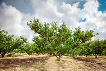 Fototapeta premium Peach tree with fruits growing in the garden. Peach orchard.