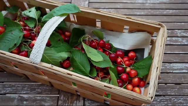 frisch geerntete S&uuml;&szlig;kirschen