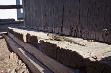 A little lizard on the old dry wood logs of the building in the hot red desert. 