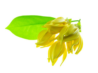fragrant flowers of climbing ylang-ylang