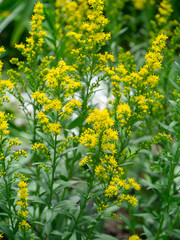 Solidago canadensis flower