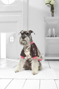 Full Length Portrait Of Dressed Miniature Schnauzer In The White Room. Front View Of The Dog In A Silver Bomber Jacket. The Pet Sitting On The Floor On The Rug In The Hallway, Looking To The Side.