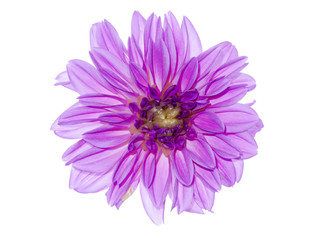 Fototapeta premium Close up of dahlia flower.