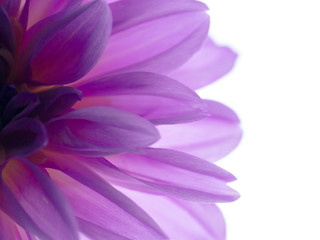 Close up of dahlia flower.
