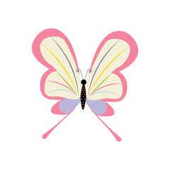 Butterfly insect illustration