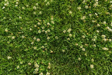 Abstract texture background, natural bright green grass with white flowers of clover, close-up lawn...