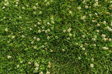 Abstract texture background, natural bright green grass with white flowers of clover, close-up lawn carpet, top view.