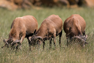 Herbivorous animals grazing in long grass. Cameroon sheep herbivores grazing behind tall grass. Selective focus on grass.