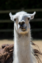 Obraz premium Dumb animal. Cute crazy llama pulling face. Funny meme image of an unusual pet with an open mouth and a stupid looking expression.