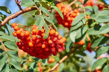 Bunch of ripe rowanberry fruit on tree with green leaves