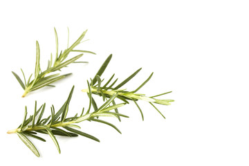 Obraz premium rosemary isolated on white background