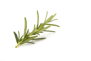 rosemary isolated on white background