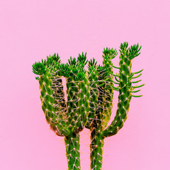 Cactus fashion art minimal. Plants on pink concept