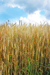 Obraz premium Wheat field