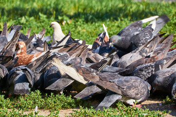 Big group of pigeons fight over for food