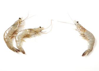 Raw fresh tiger shrimp on white