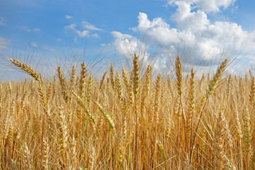 Wheat field