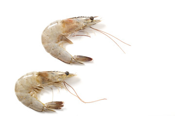Raw fresh tiger shrimp on white