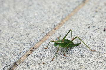 Heushrecke