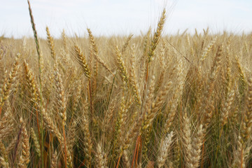 Wheat field