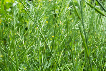 Background of green rapeseed plants. Selective focus