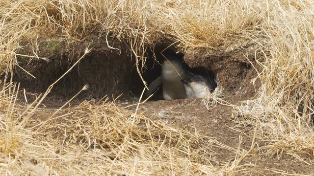 Mother and babies penguin hiding in their burrow in the Nobbies centre in Australia