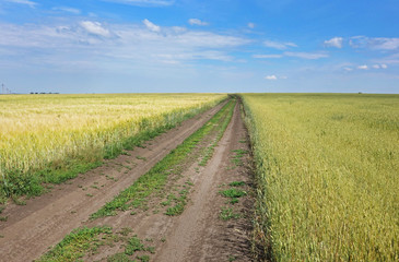 Summer view on golden wheat fields and countryside field road. Tulskaya region, Russia.