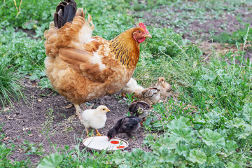 Fototapeta premium Brown chicken with chickens looking for food in the garden and drinking water_