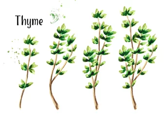 Tableaux ronds sur plexiglas Aromatique Thyme fresh herb set. Watercolor hand drawn illustration, isolated on white background