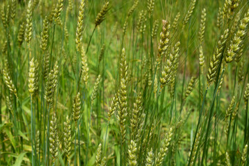 Close up of green wheat plants. Selective focus