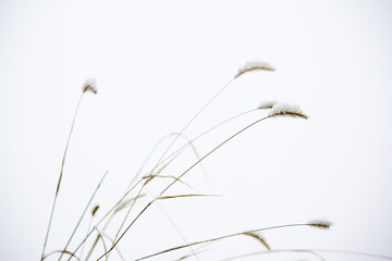 Obraz premium Tall grass on a white background