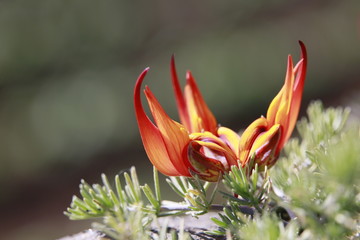 Kanarischer Hornklee, Berthelots Hornklee (Lotus berthelotii)