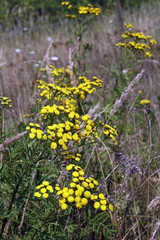 Gemeiner Rainfarn,  Wurmkraut (Tanacetum vulgare)