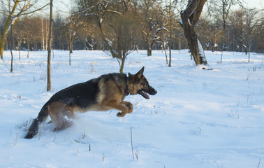 German shepherd in the winter park