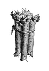 Meerrettich.aus: Theodor Lange: Allgemeines Illustriertes Gartenbuch, Bd. 2, Leipzig 1902, S. 138, Abb. 136.