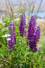 Purple lupins on Lake Tekapo, new Zealand.