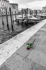 A rose in Venice
