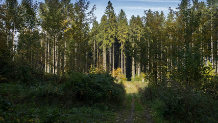 Wald Idylle