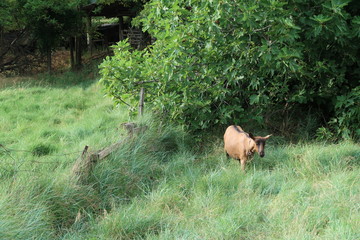 Goat eating some fig