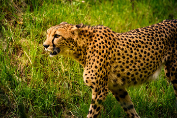 Cheetah walk on meadow in zoo Austria Steiermark Herberstein Styria tourist destination Stubenberg am See