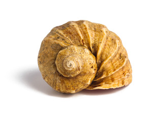 Beautiful sea shell isolated on white background
