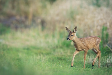 Naklejka na ściany i meble fawn deer wildlife photo