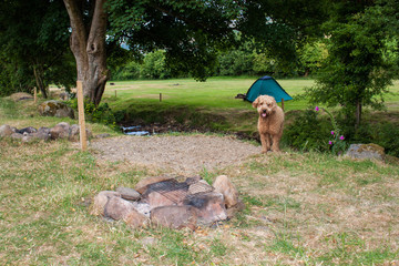 Campsite Pooch
