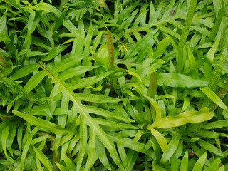 fern hawaii green leaf natural for background